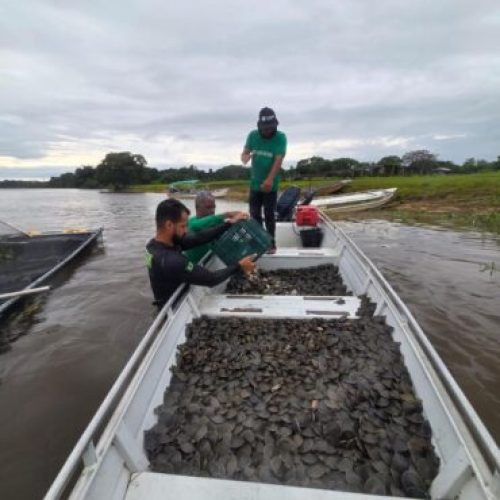 Projeto ambiental do governo de RO resulta na soltura de 228 mil filhotes de tartaruga-da-Amazônia no Parque Estadual Corumbiara