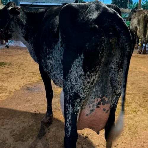 Com apoio do Governo de RO, produtores de Machadinho do Oeste se destacam em concurso leiteiro no Vale do Jamari