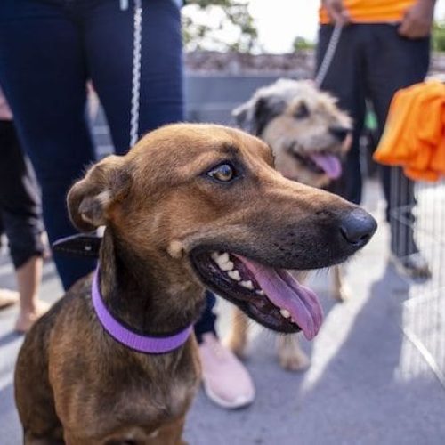 Fique de olho! Vacinação antirrábica no Parque Circuito  tem novo horário de atendimento