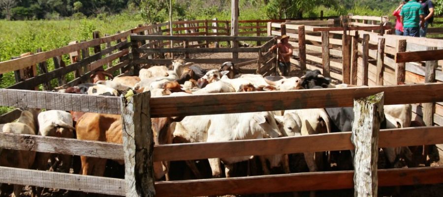 Período de declaração para atualização de rebanhos começa neste domingo, 1º, em Rondônia