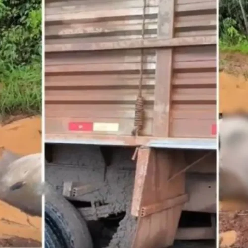 Veículo com carga de gado tomba em estrada rural e animais morrem