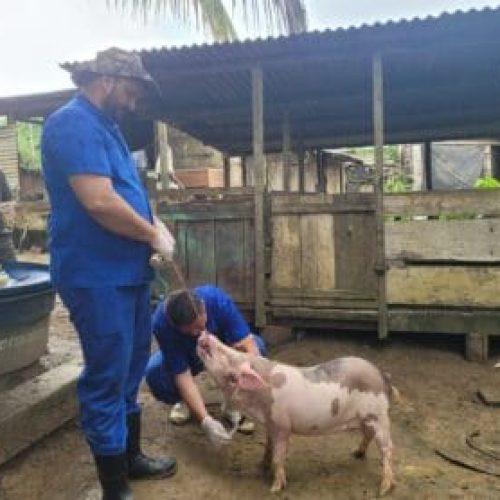 Vigilância contra doenças suínas mantém status sanitário livre de Peste Suína Clássica em Rondônia