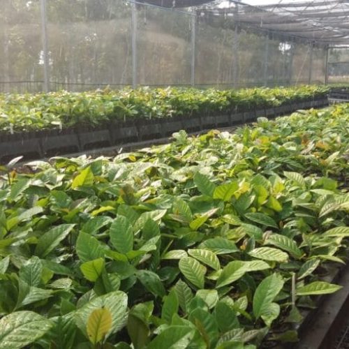 Ação de combate ao nematoide amplia produção de mudas e impulsiona a cafeicultura em Rondônia