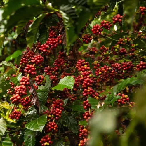 Café robusta de Rondônia captura mais carbono do que emite, diz estudo