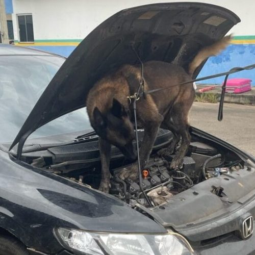 Cães farejadores ajudam PRF e PM a localizar 3 kg de drogas escondidas em carro na BR-364