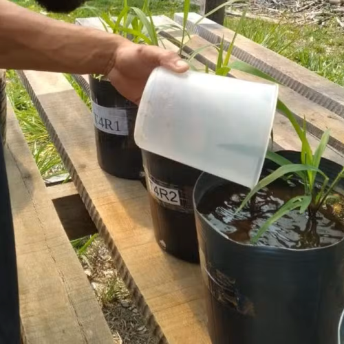 Pesquisadores da Unir testam pó de rocha como fertilizante — Foto: Unir